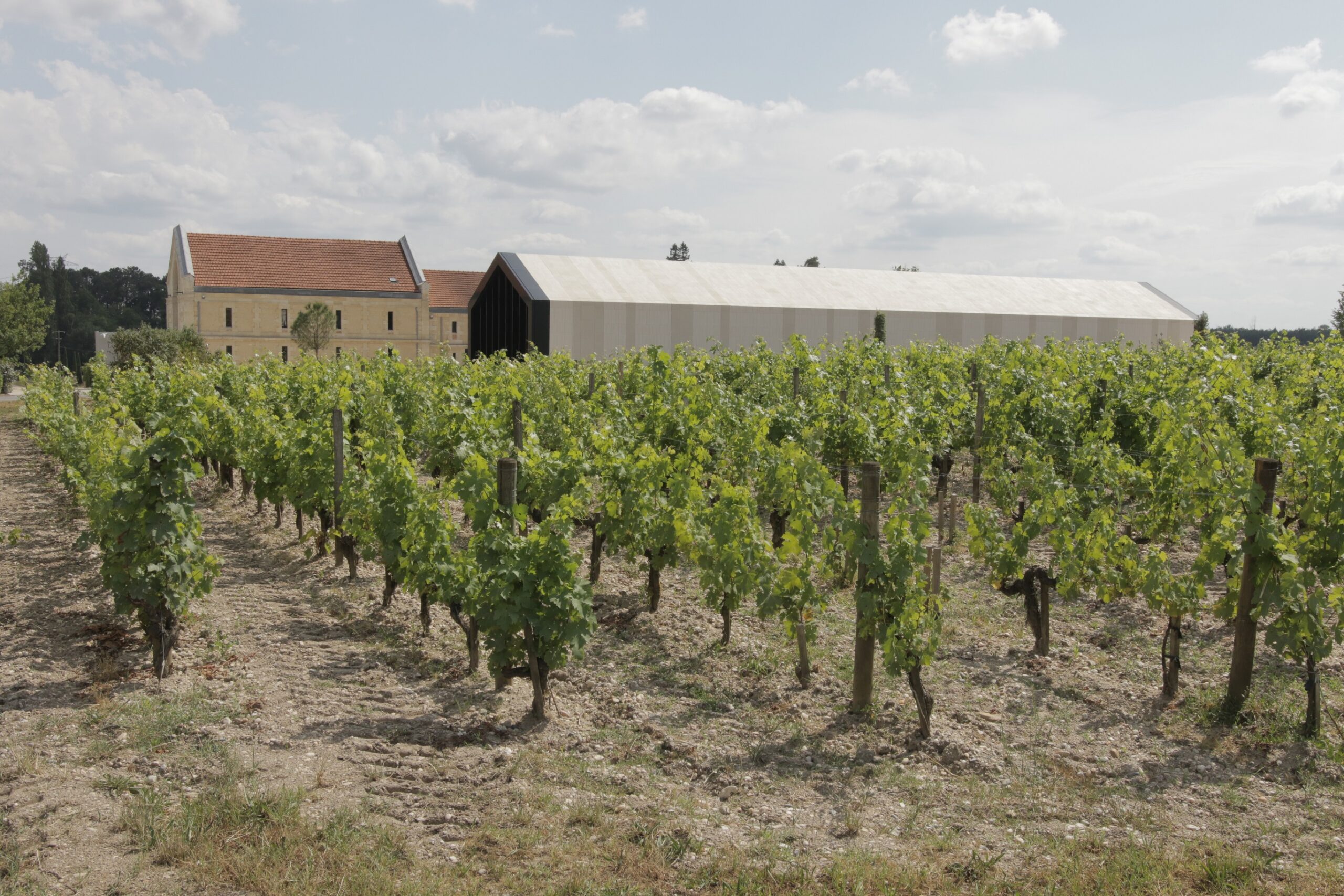 Vue depuis les vignes / Moon Safari